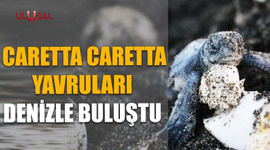 Caretta Caretta yavruları denizle buluştu